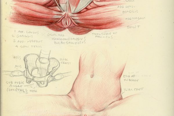 female pelvis, drawing and anatomical study