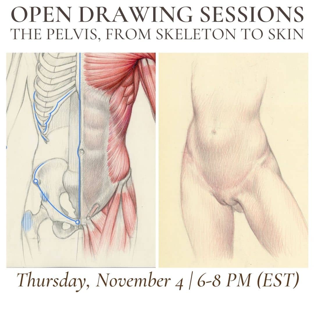 open drawing sessions the pelvis from skeleton to skin (1) (3)