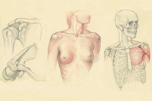 roberto-osti-drawing-advanced-anatomy-600×400
