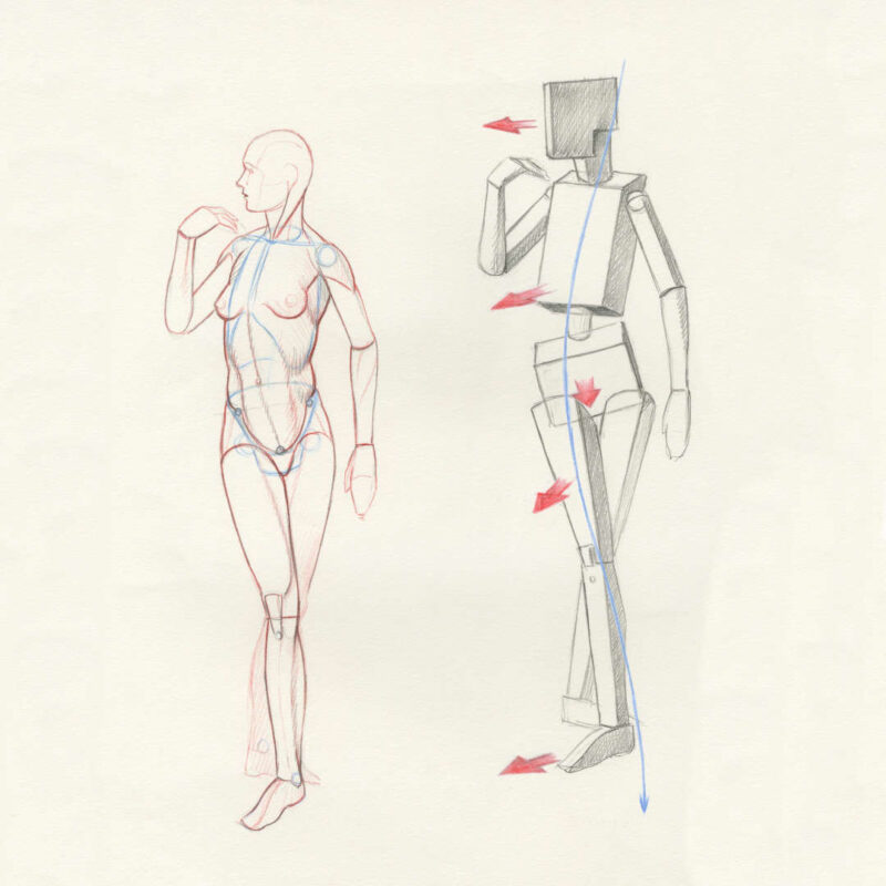 From blocks figures to muscles: a Figure Drawing Foundation course ...